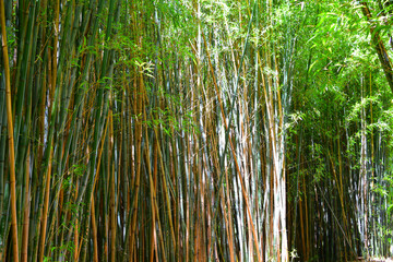 View of dense bamboo forest
