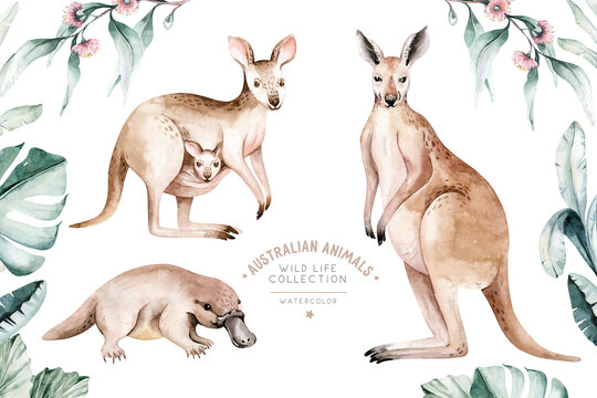 Watercolor australian cartoon kangaroo and platypus isolated on white background. Australian kangaroos set kids illustration. Nursery art