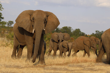 Fototapeta premium Afrikanischer Elefant / African elephant / Loxodonta africana.