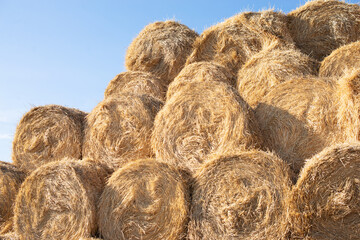round stacks of dry grass hay stacked for storage.