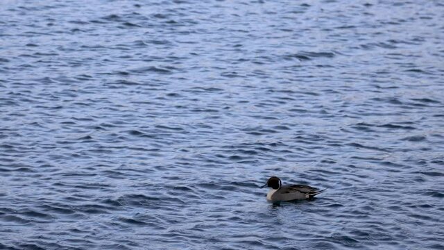 一羽で泳ぐオナガガモのオス