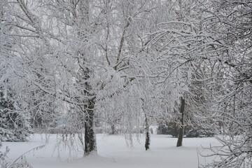Scenic view of frozen trees on snow covered landscape. Snow And Trees.