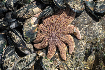 Starfish and shells on the rock - 396726151