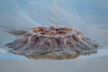 Jellyfish on the shore - 396726192