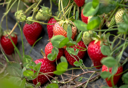 The garden strawberry is a widely grown hybrid species of the genus Fragaria, collectively known as the strawberries, which are cultivated worldwide for their fruit. 