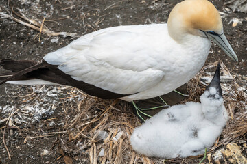 Gannet and her chick. Muriwai gannet colony, New Zealand. - 396726311