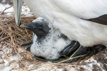 Gannet bird with a chick in the nest. Muriwai gannet colony, New Zealand - 396726334