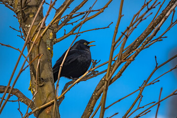 Blackbird on a tree branch - 396726544