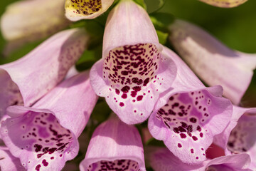 closeup of pink foxglove flower clusters