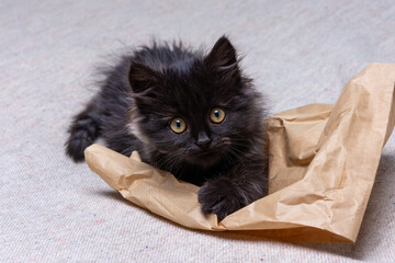black  kitten in bag