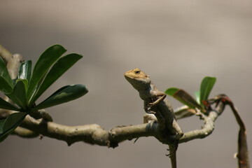 Chemeleon on the tree