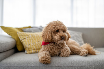 Portrait of a cute brown toy poodle at home, daytime, indoors.