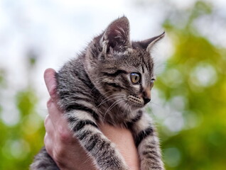Home kitten in the hands of a woman close-up on the background of tree leaves in summer