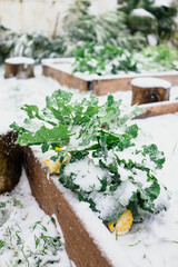 Healthy vegetables covered by snow in raised bed