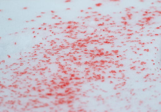 Drops Of Red Paint On White Snow