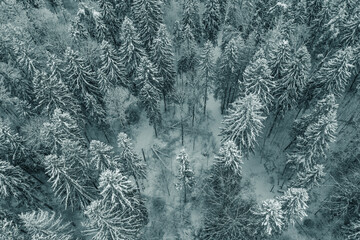 Snow covered forest. Drone shot