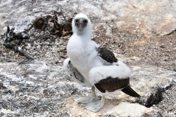 Baby blue-footed booby in Galapagos Islands, Ecuador