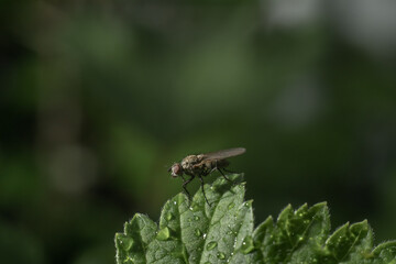 Cabbage root fly Delia radicum sitting on a leaf