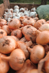 Onions, garlic and zucchini in a wooden box in the garden