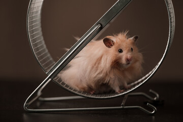 Hamster sits in a metal running wheel
