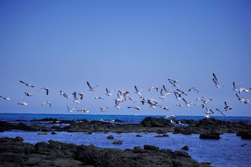 바다, 갈매기, 새, 날아가다, 