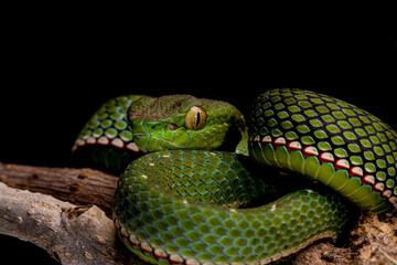 Fototapeta premium Trimeresurus vogeli