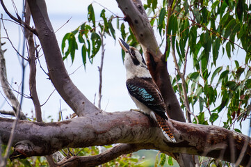 Laughing Kookaburra at Mt Coolum, Sunshine Coast