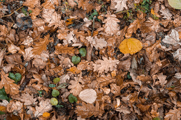 Fallen leaves lie on the ground