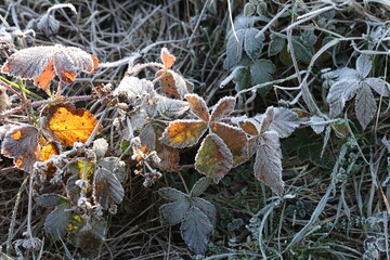 The leaves on the trees are covered with frost
