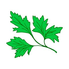 Simple vector freehand drawing. Green fresh parsley isolated on a white background. Ingredient, menu, recipe. Garden herbs, plants.