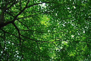 나뭇잎, 숲, 초록, 