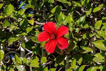 Flowering plant Hibiscus or China rose, the national flower of Malaysia and used to make the red herbal tea