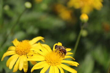 Close up View of a bee on yellow flower with blurred background