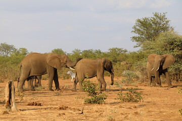 Afrikanischer Elefant / African elephant / Loxodonta africana