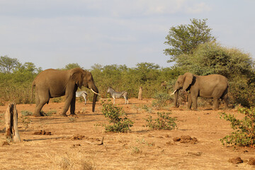 Afrikanischer Elefant und Steppenzebra / African elephant and Burchell's zebra / Loxodonta africana...