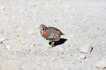 starling, little warbler, wildlife macro portrait bird
