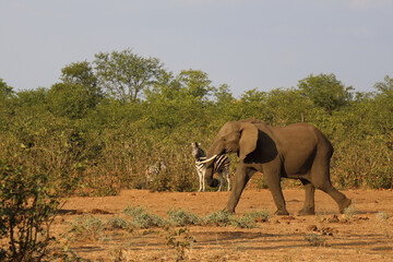 Afrikanischer Elefant und Steppenzebra / African elephant and Burchell's zebra / Loxodonta africana...