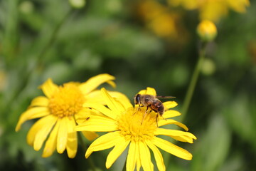Close up View of a bee on yellow flower with blurred background