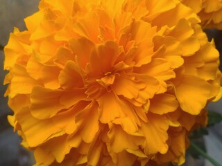 Fototapeta na wymiar Yellow Marigold Flower