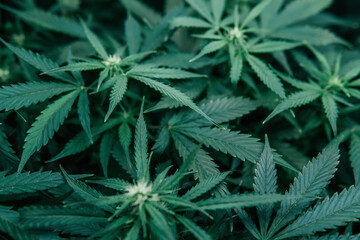 Naklejka na ściany i meble Green Cannabis background. Indoor Marijuana grow medical. Weed pot plant.