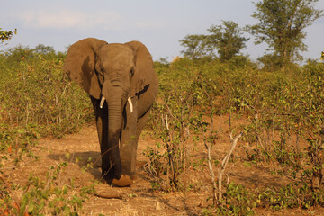 Fototapeta premium Afrikanischer Elefant / African elephant / Loxodonta africana