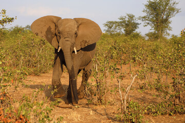 Fototapeta premium Afrikanischer Elefant / African elephant / Loxodonta africana
