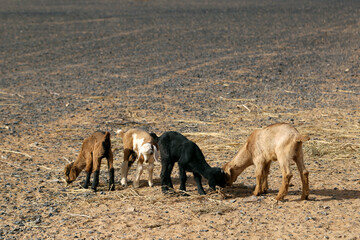 Fototapeta premium Young goats at a Berber nomad camp in the Sahara Desert in Morocco.
