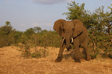 Obraz premium Afrikanischer Elefant / African elephant / Loxodonta africana