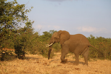 Fototapeta premium Afrikanischer Elefant / African elephant / Loxodonta africana