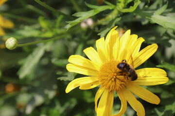 Close up View of a bee on yellow flower with blurred background