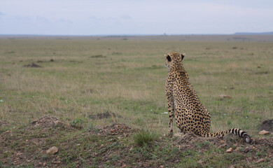 cheetah sitting alert and looking out in the vast savannah of wild masai mara kenya