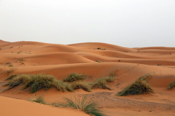 Fototapeta na wymiar Sand dunes in the Sahara Desert near the village of Merzouga in Morocco.