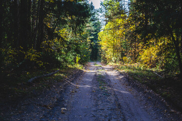 Dirt road through a dense mixed forest in Russia
