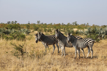 Obraz premium Steppenzebra / Burchell's zebra / Equus burchellii